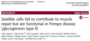 Muscle-pathophysiology-and-involvement-of-satellite-cells-in-Pompe-disease