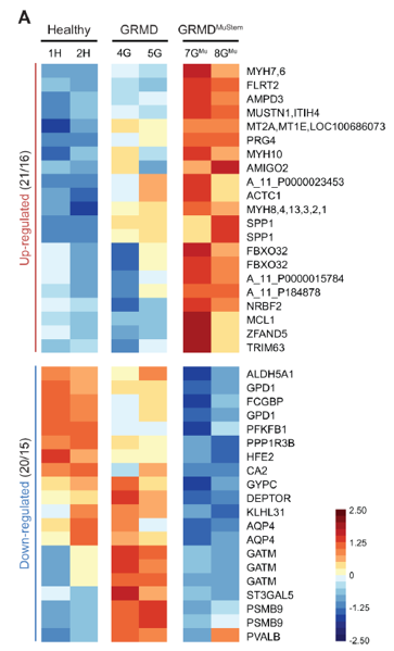 Multiple-mode-of-action-of-MuStem-cells-to-induce-muscle-benefits-on-dystrophic-context.png